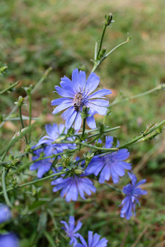 What Is Chicory and Why Is It in Your Coffee?